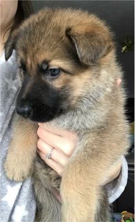 sable german shepherd puppies